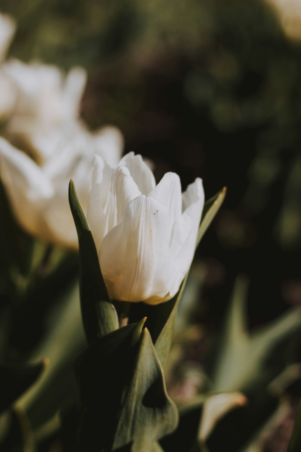 closeup photography of white tulip flower