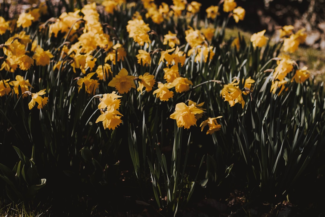 bed of yellow flowers