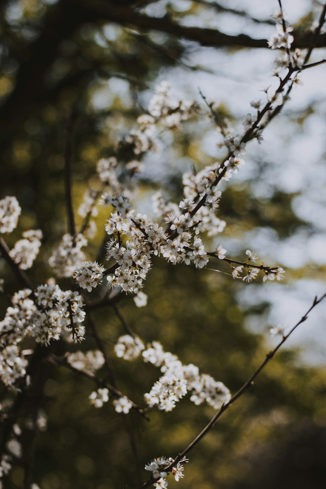 cherry blossoms during daytime