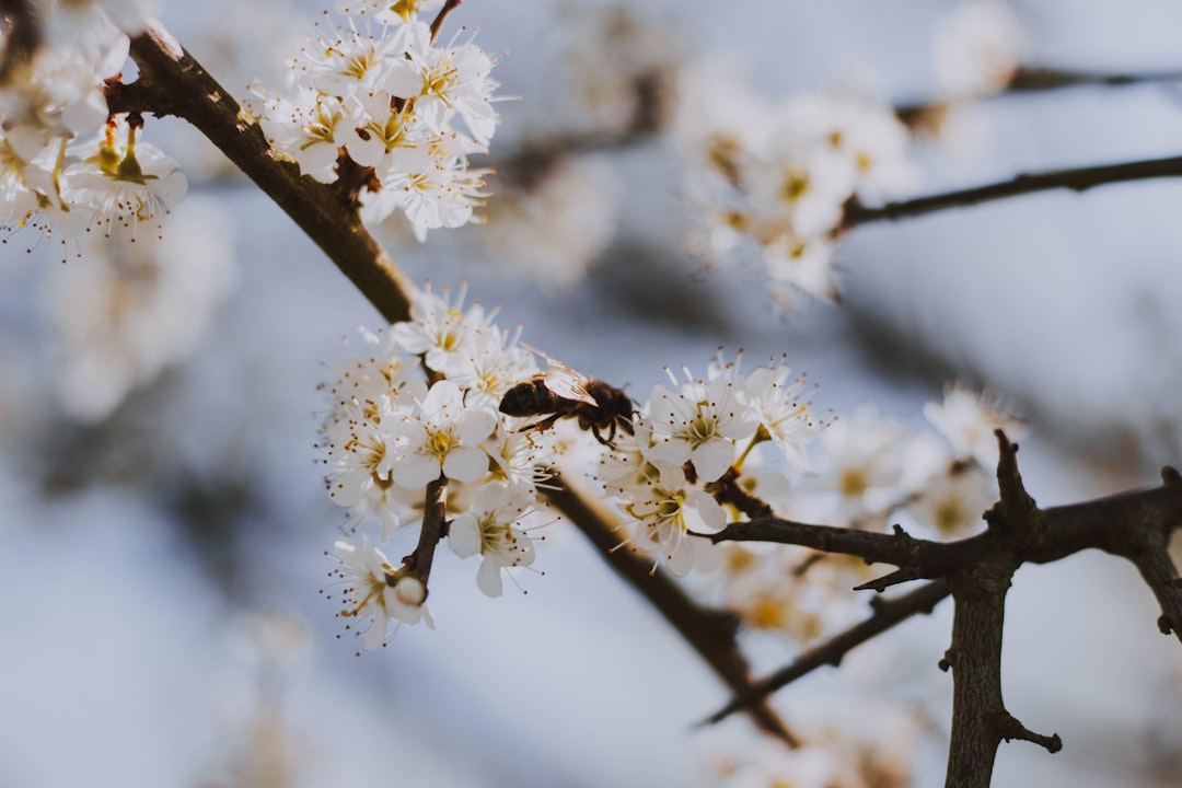 cherry blossom close-up photo