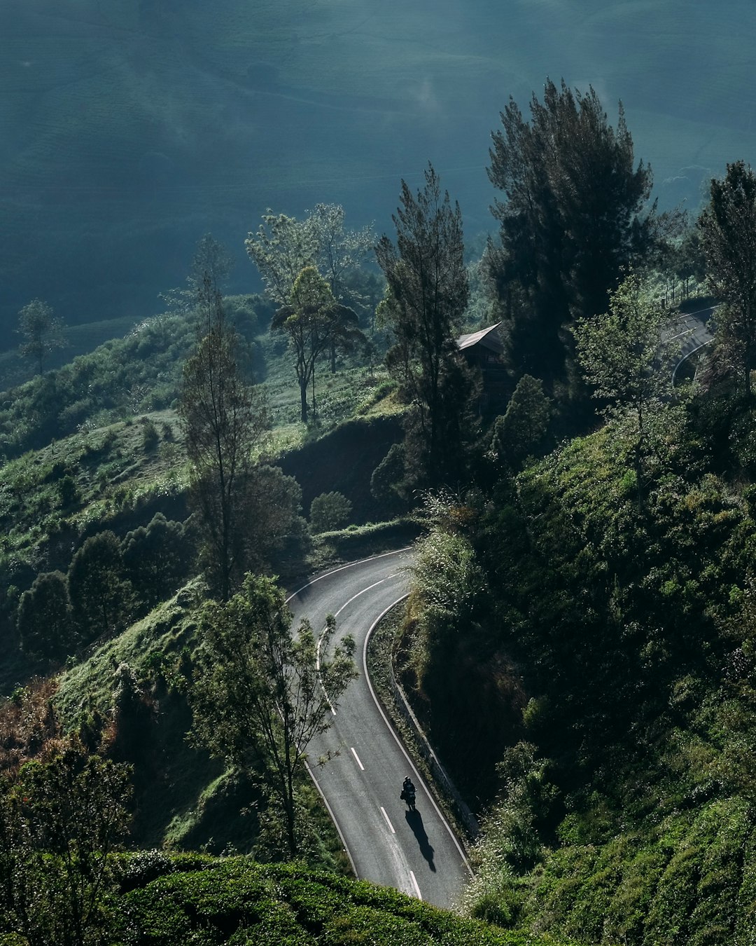 green trees and curved road