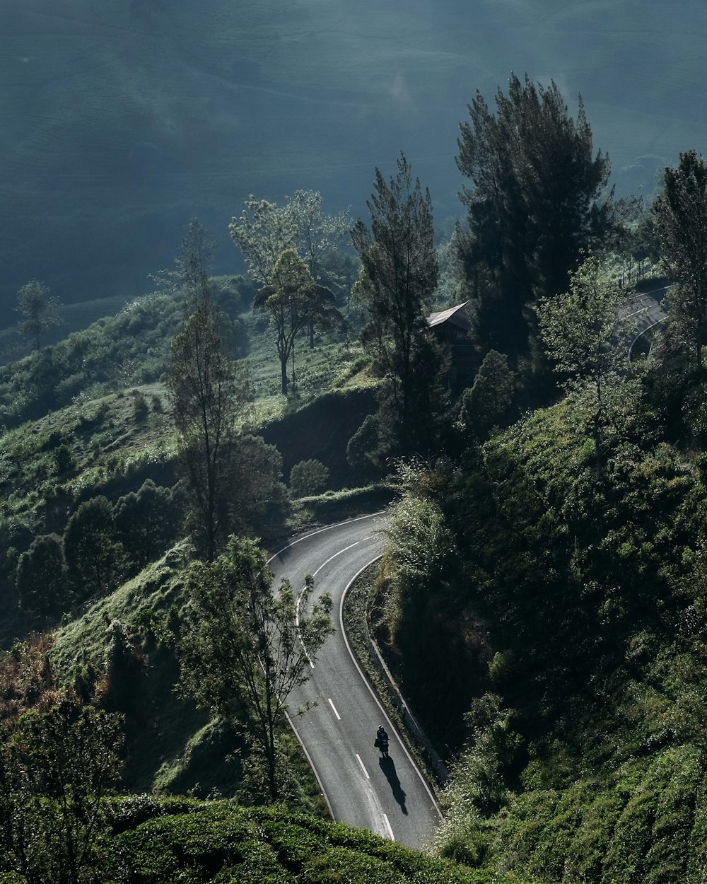 green trees and curved road