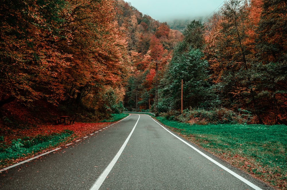 asphalt road between tall trees