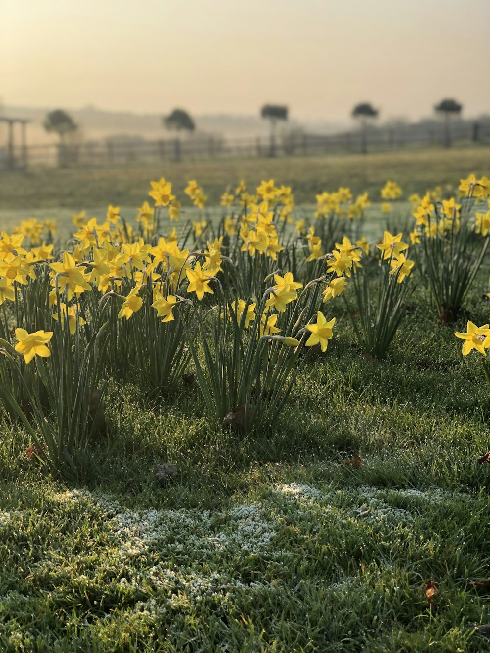 fiore dai petali gialli