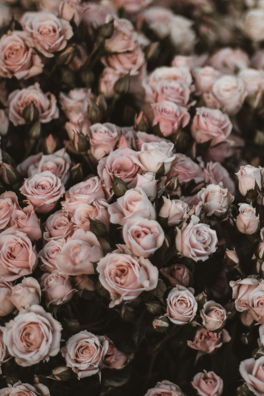 bed of pink roses