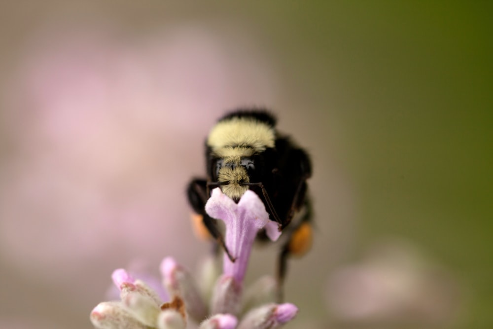 black bee perched on flower