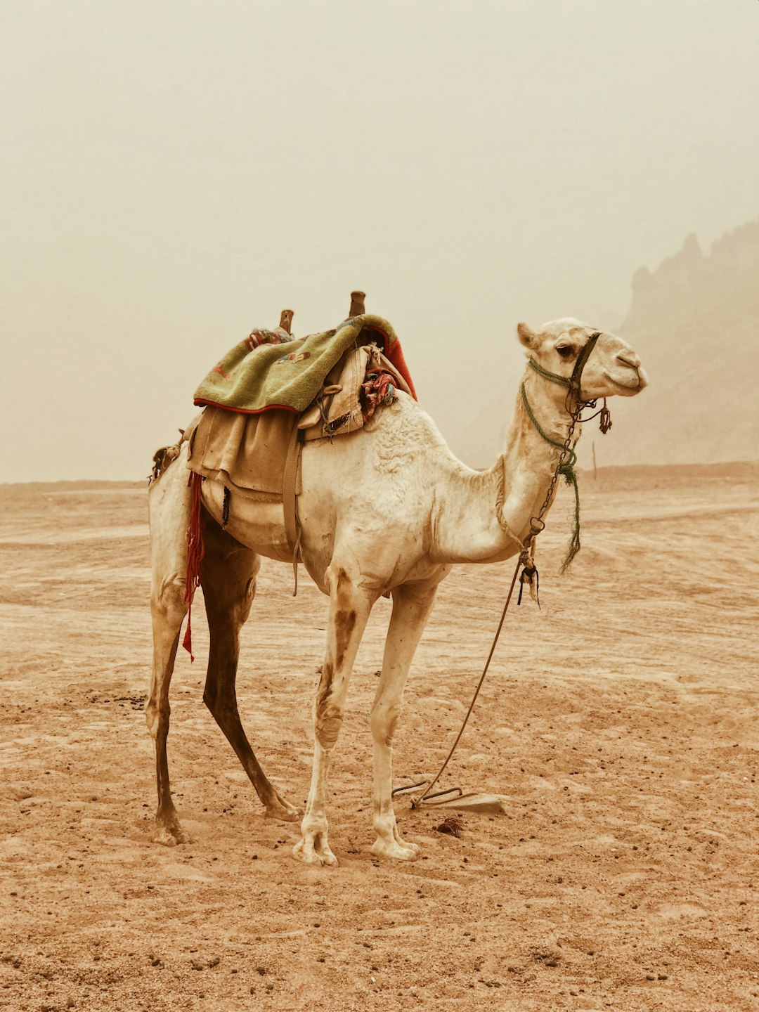  camel standing on desert camel