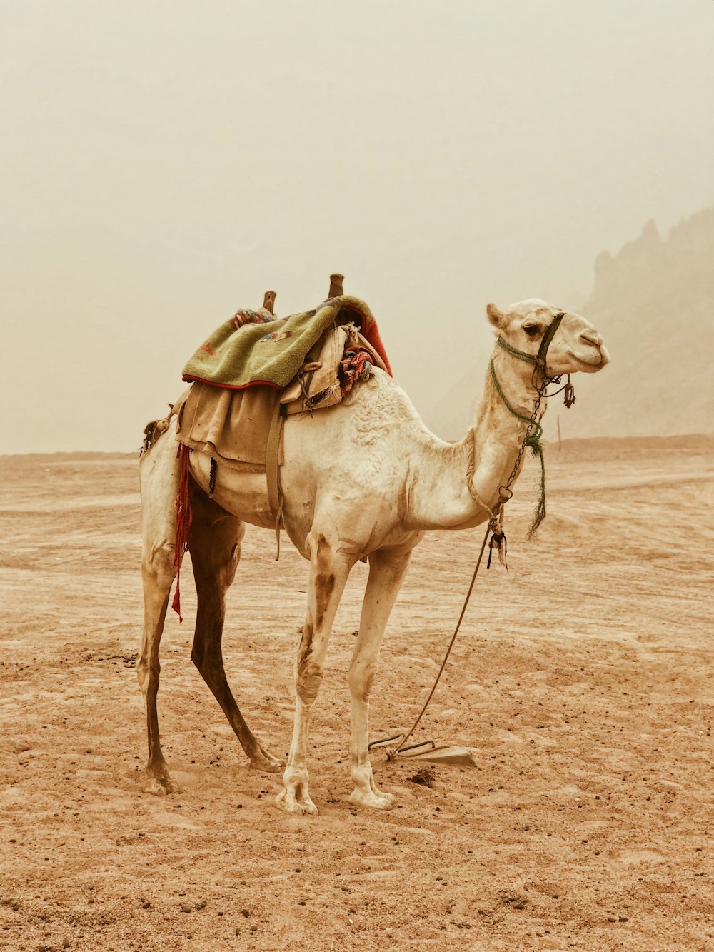 camelo em pé no deserto
