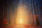 forest during golden hour time