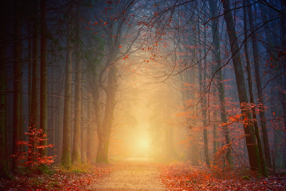 Forêt pendant l’heure dorée