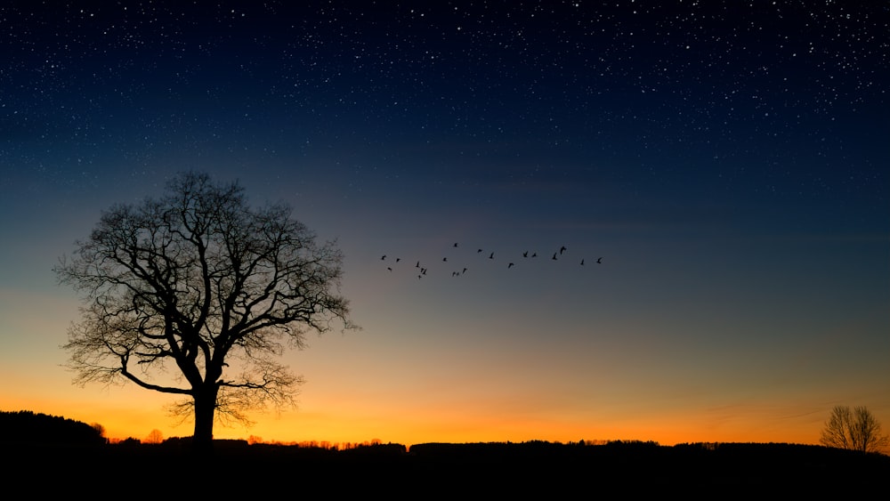 silhouette photography of trees