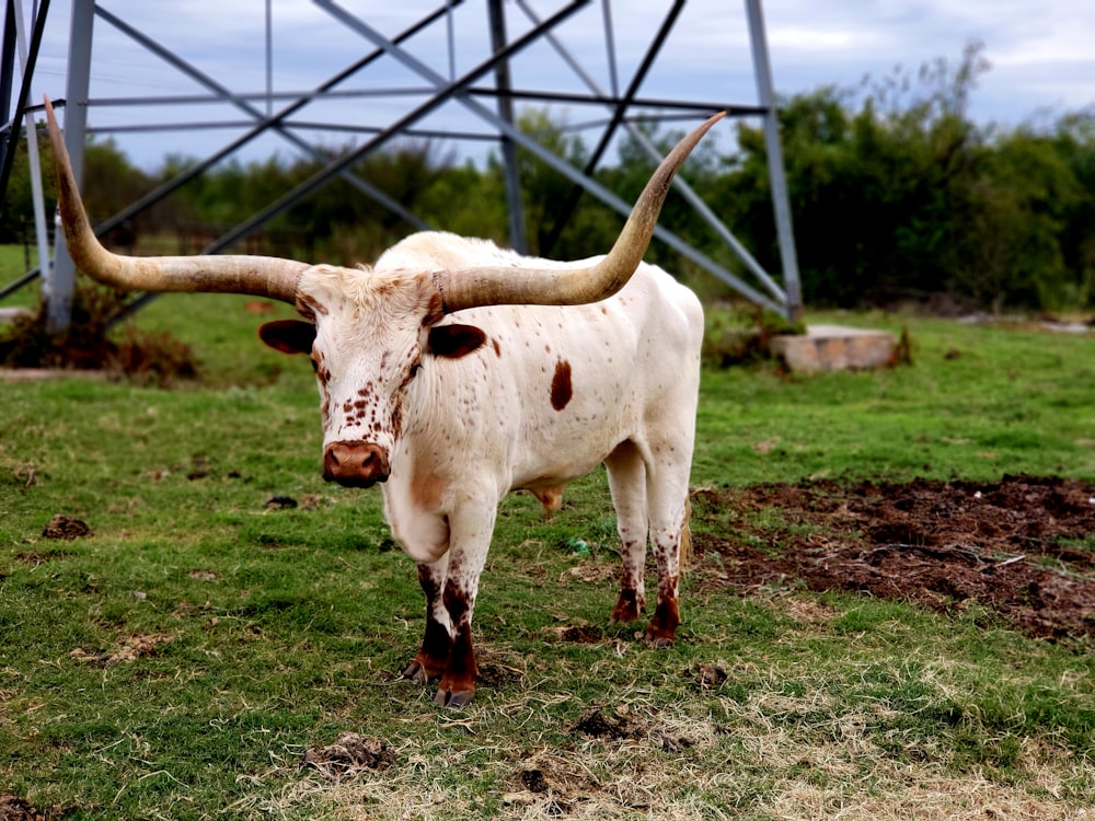 shallow focus photo of cow on grass field during daytime