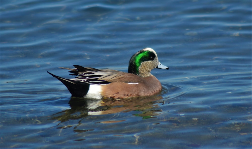 black mallard duck