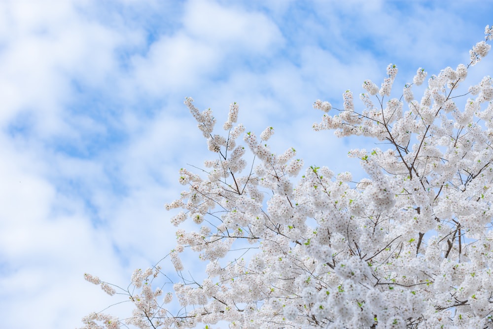 pink Cherry Blossom under blue sky