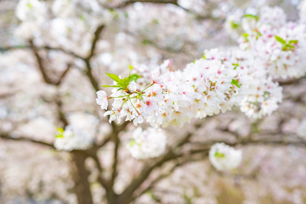 white petaled flowers