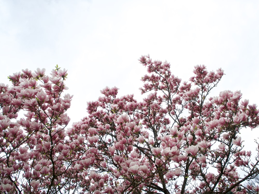 白い空の下でピンクの花を咲かせる木