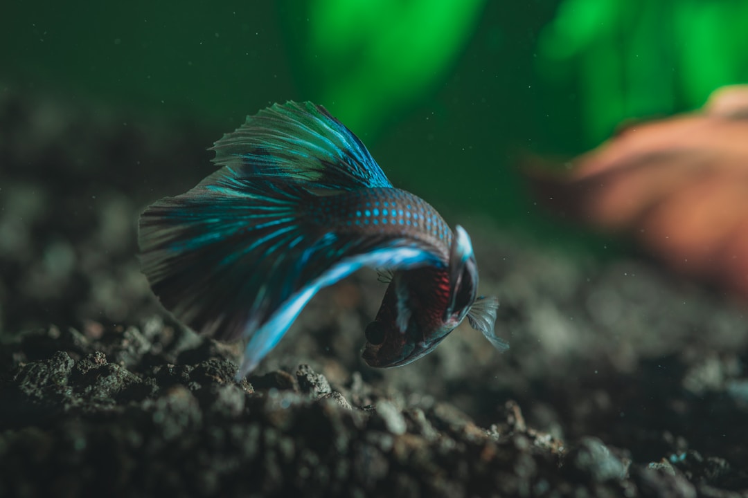 A betta fish in a well-maintained aquarium