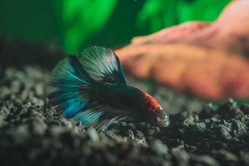 A male veiltail betta fish