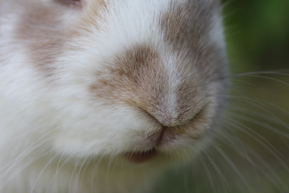 a close up of a cat's face with a blurry background