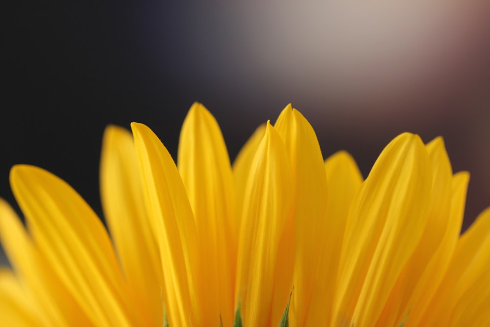 yellow-petaled flower