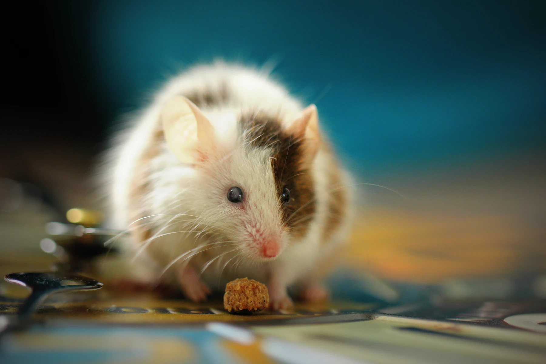 A white and brown pet mouse eating a piece of food
