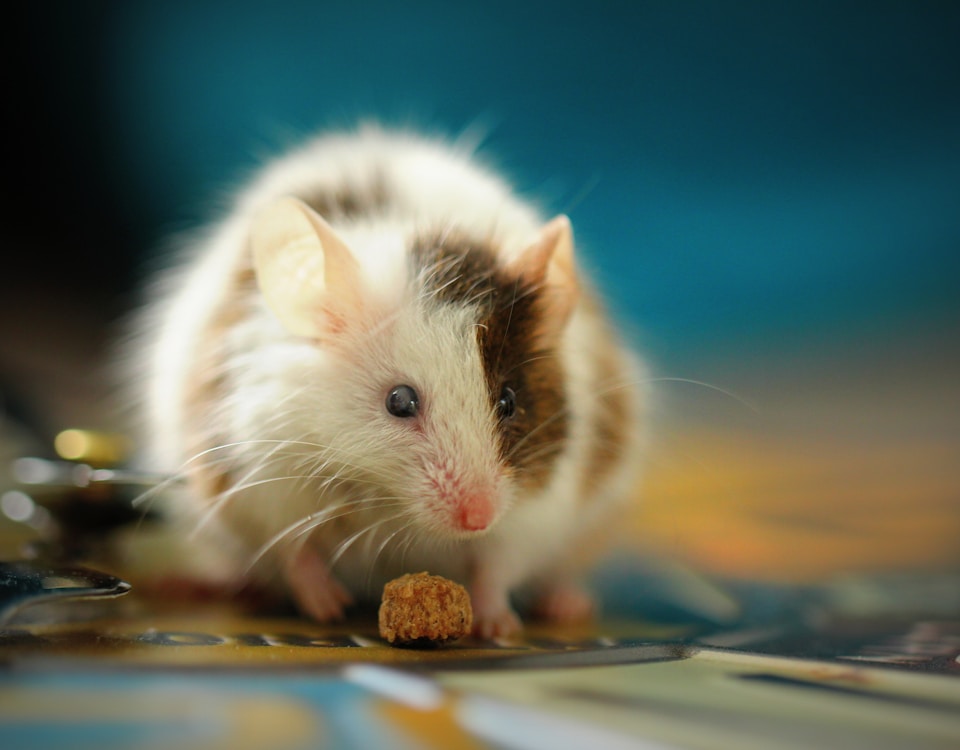 shallow focus photo of white hamster