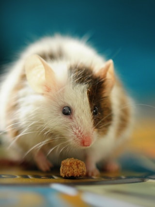 shallow focus photo of white hamster