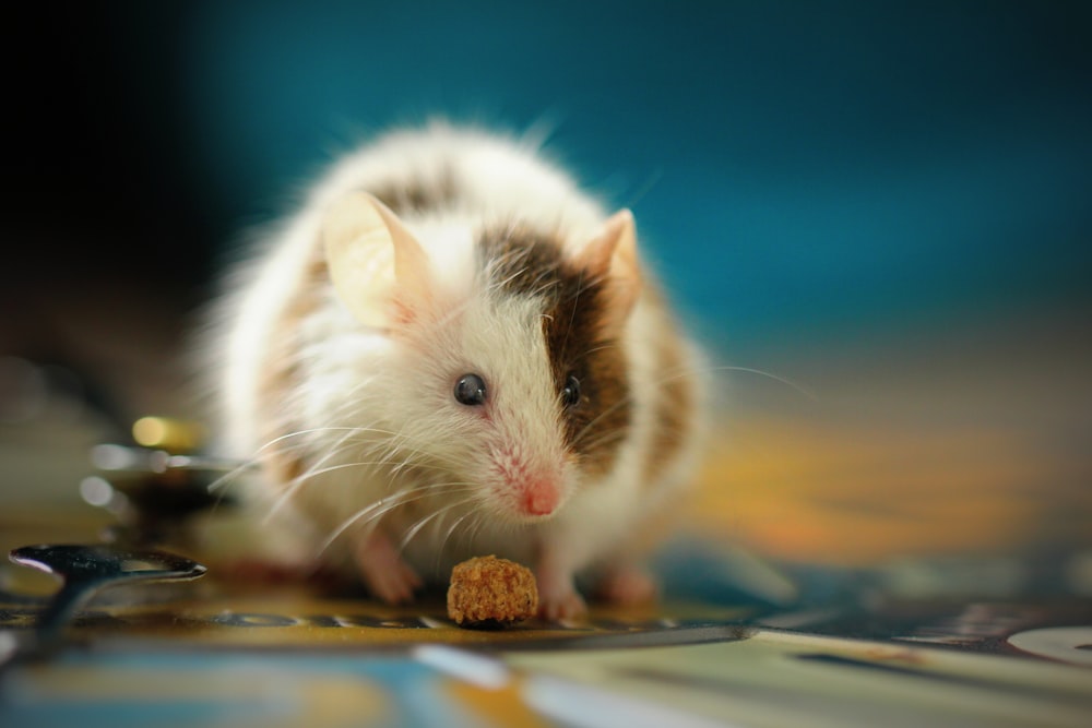 Foto eines weißen Hamsters mit flachem Fokus