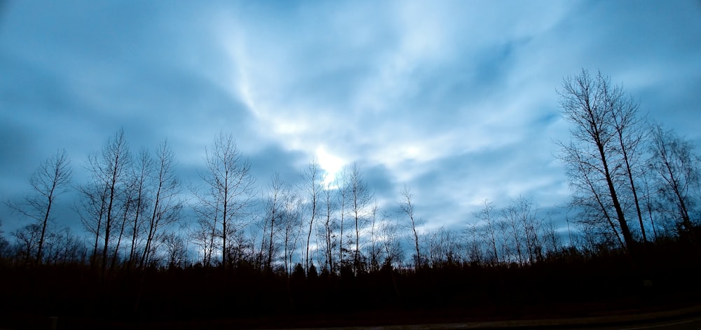 tall trees under the gloomy sky