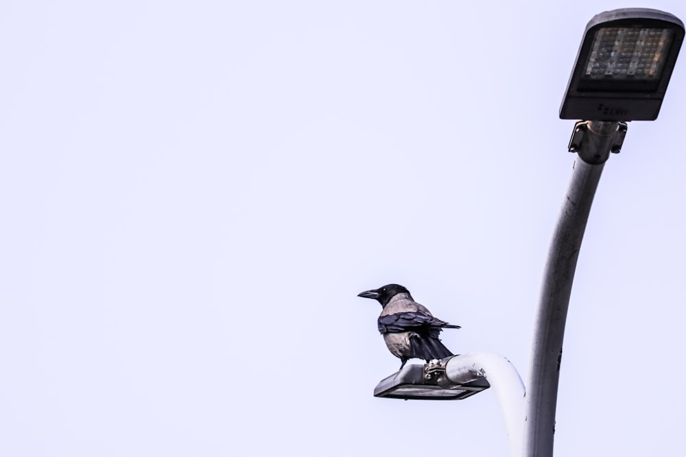 gray and black bird sitting on lamp post