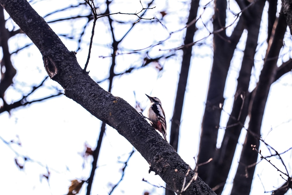 bird perch on tree branch