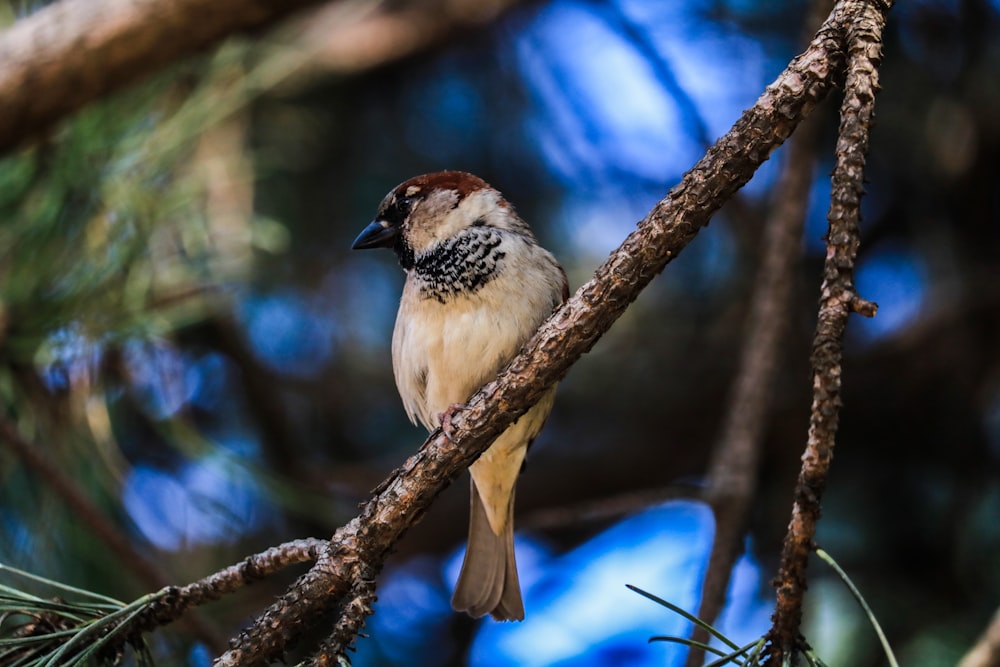 bird perching on tree branch