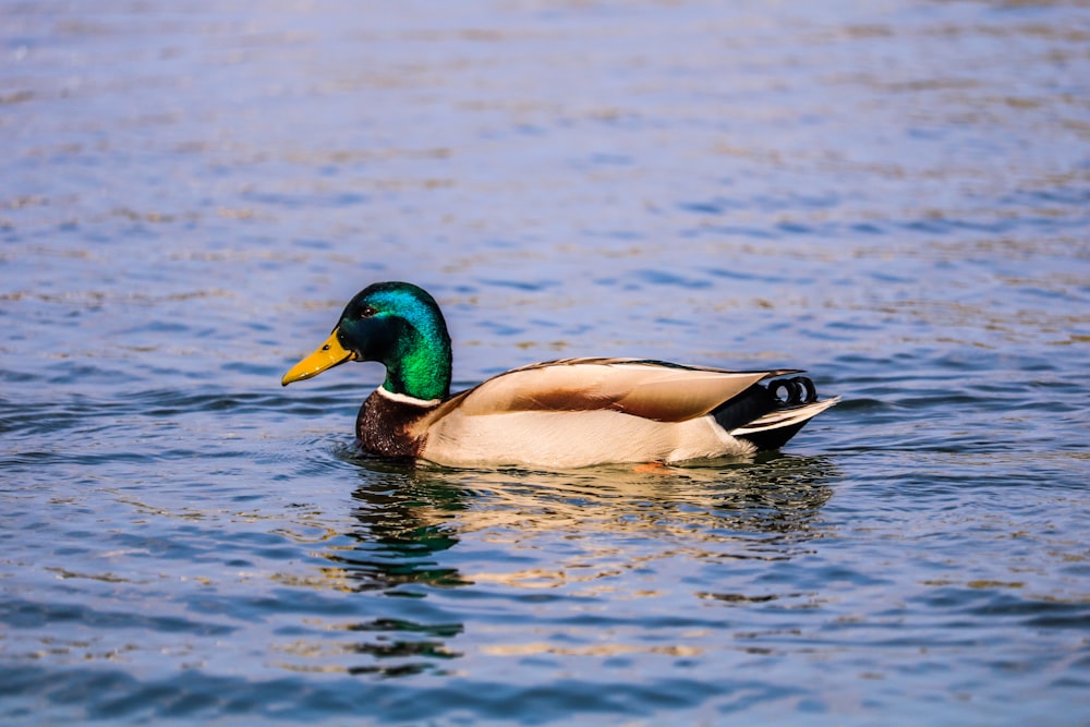 brown mallard duck on body of water