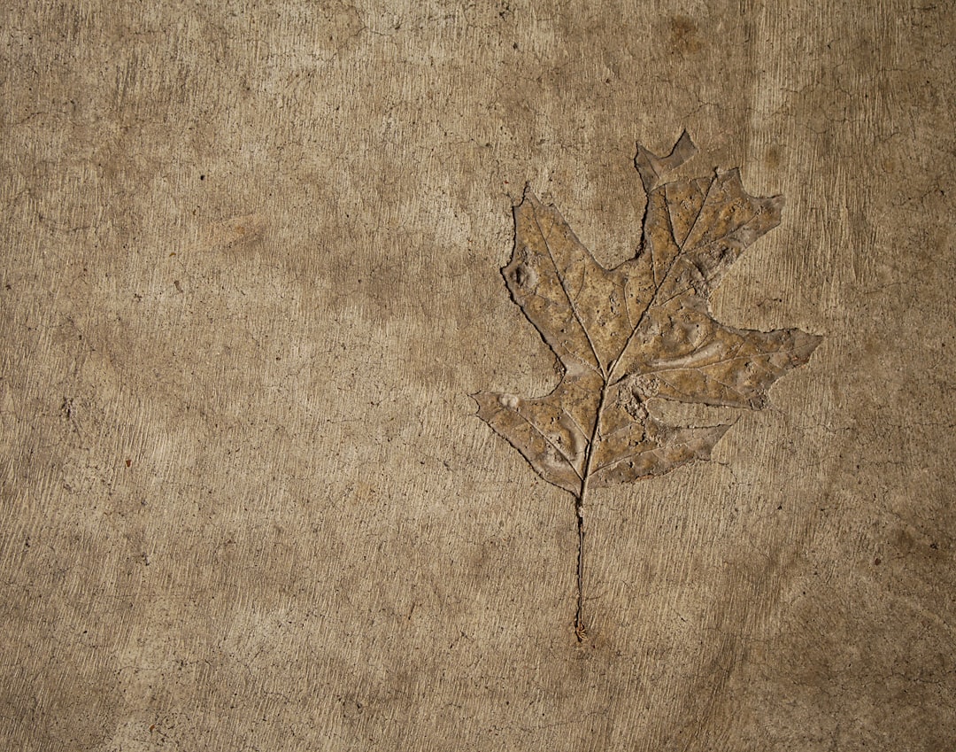 This imprint is in my garage floor.  Apparently, the foundation to this house was poured in the fall...as there are several leaf imprints in the garage floor.