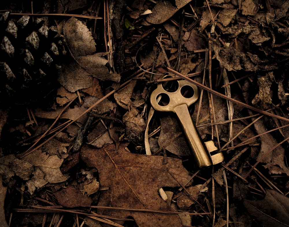 chave esqueleto cercado com folhas secas