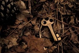 skeleton key surround with dry leaves