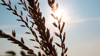 Sunlight filtering through a field of oilseed plants, symbolizing natural origins.