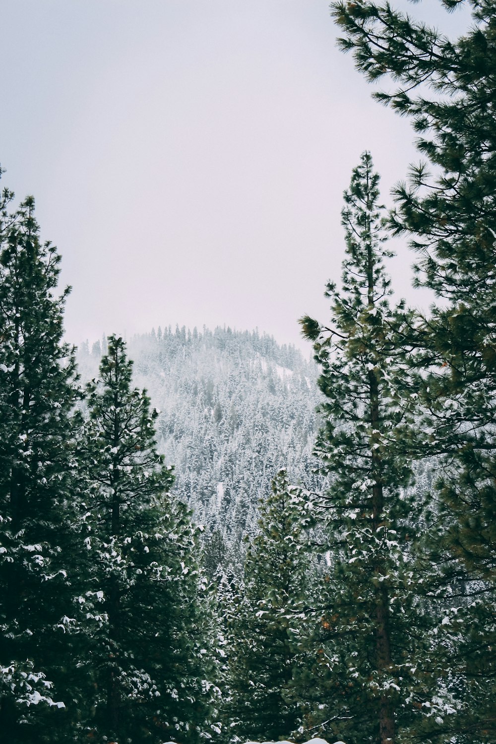 snow covered trees during daytime