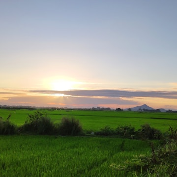 A sunrise over lush green fields ready for harvest, symbolizing growth and promise.
