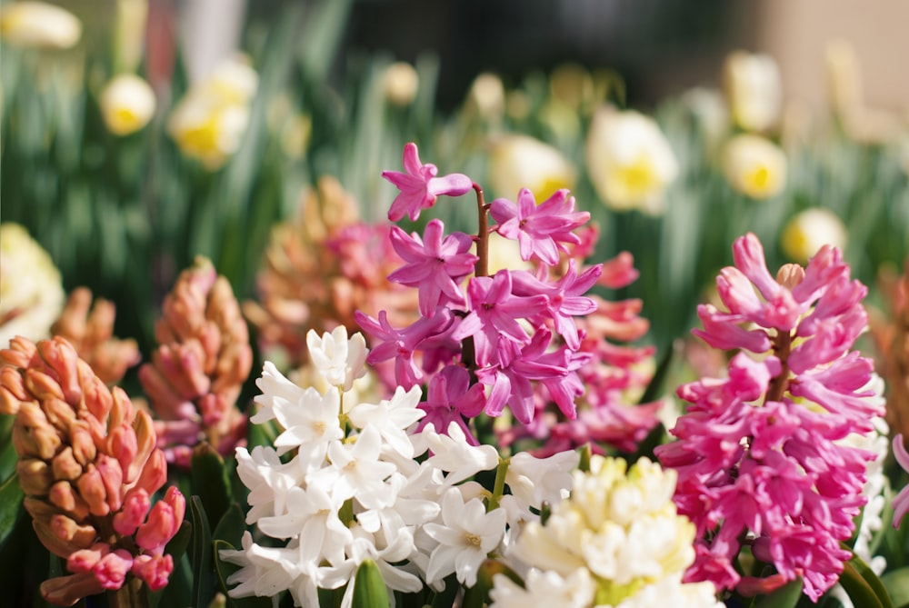 focus photography of purple and white flowers