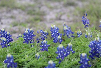 A bluebonnet garden showcasing our fertilization results.