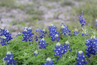 A bluebonnet garden showcasing our fertilization results.