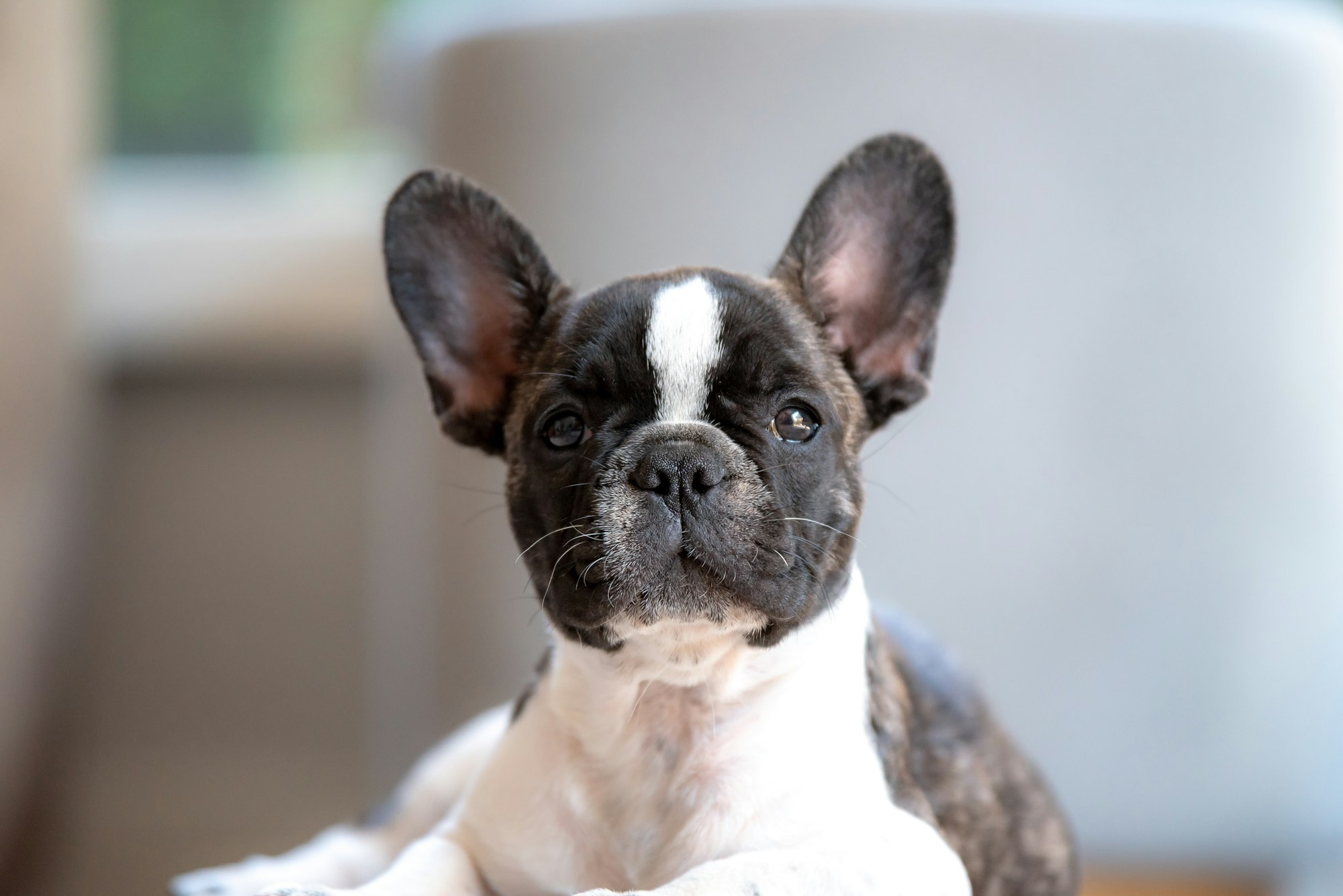 Nguni the french bulldog pup poses for the the camera.