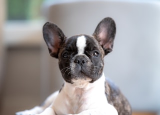 short-coated white and black puppy