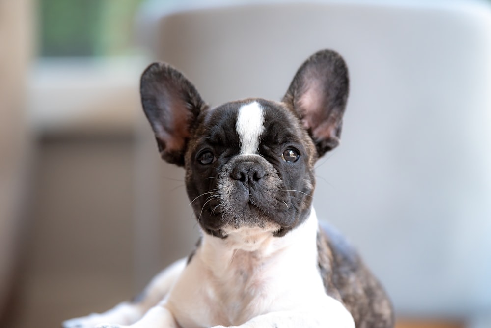 ショートコートの白と黒の子犬