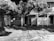 A black and white photo shows a small building with two front doors, partially obscured by a large tree. The building has two porches with lattice work, and the sign on one porch reads 'U.S. Govt. Property No Trespassing'. The ground is covered with grass and leaves, suggesting an untended or abandoned property.