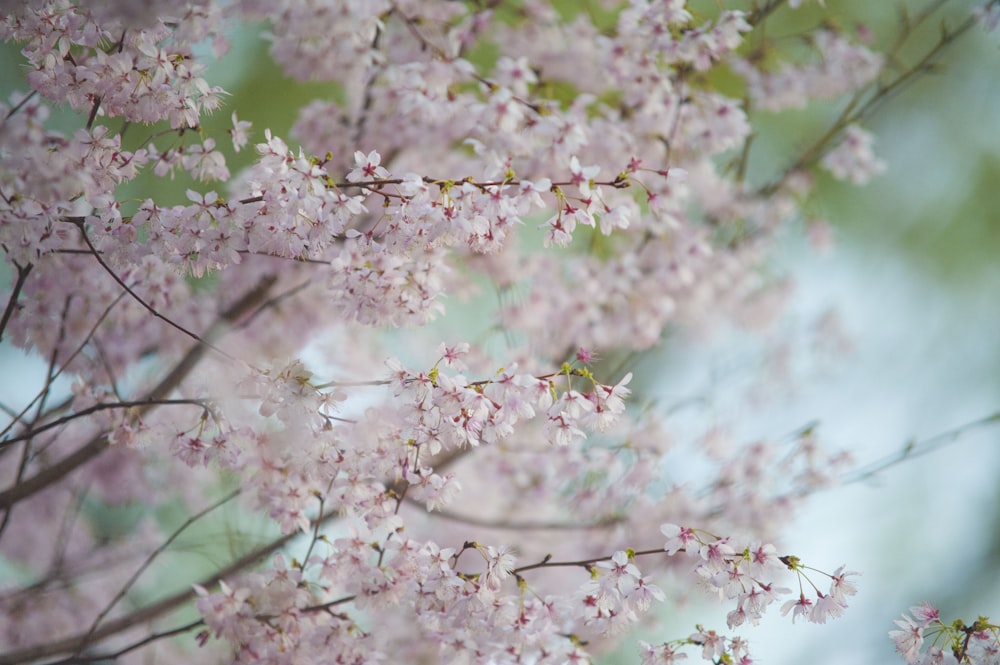 focus photography of pink tree