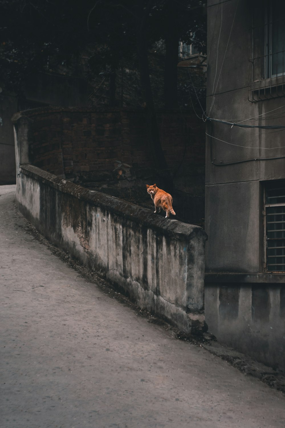 braune Katze läuft auf schrägem Betonzaun