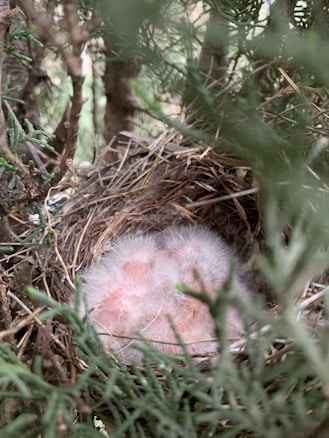 A nest is nestled within dense branches and greenery, containing small, downy chicks with soft pink skin and white feathers.