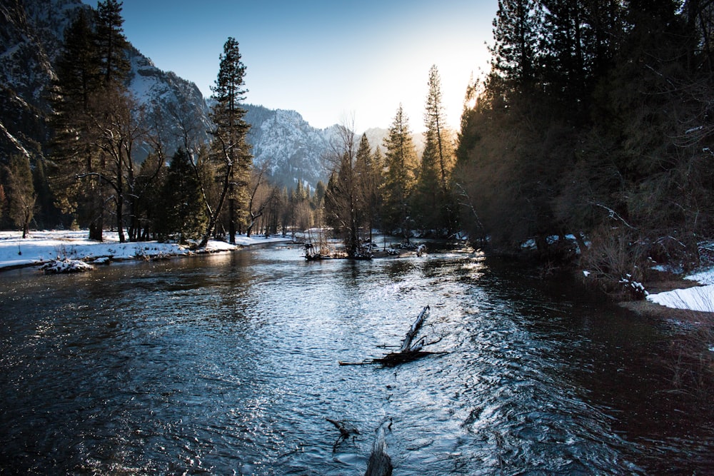 body of water surround with trees